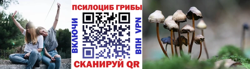 Купить где  Верея  Псилоцибиновые грибы Psilocybe 